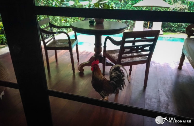 rooster bali