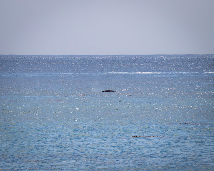 whale san simeon