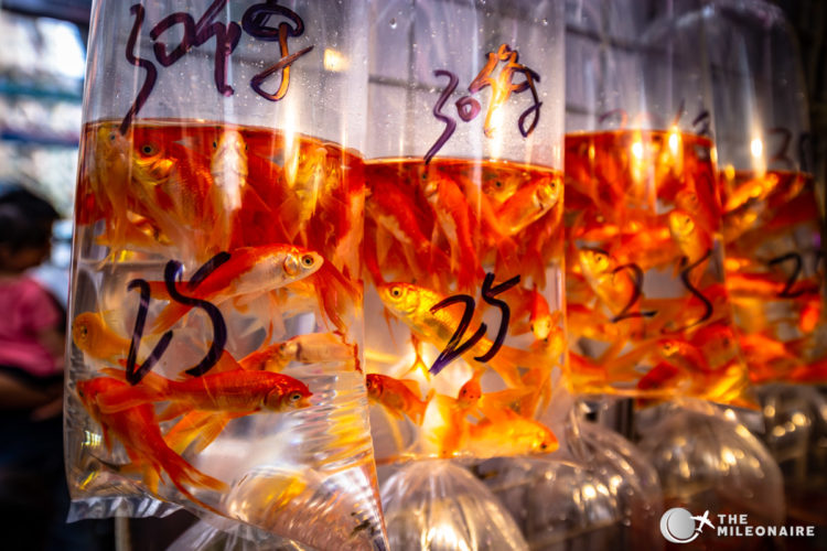 gold fish market hong kong