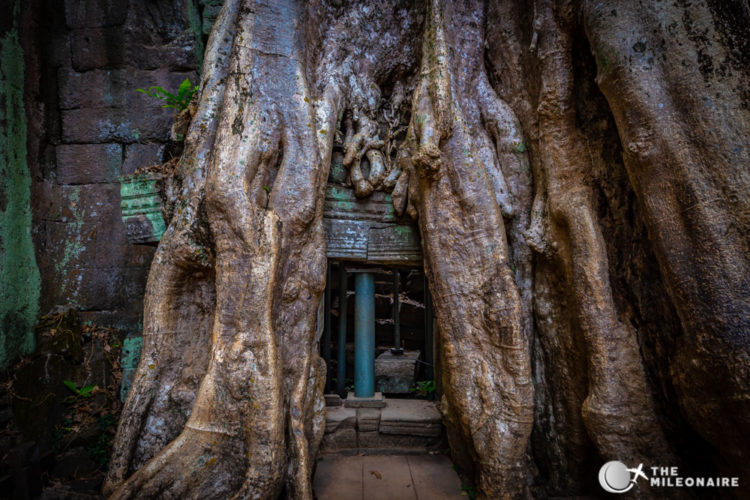 ta prohm tree